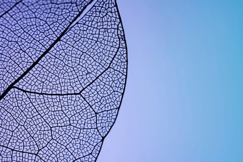 Close-up of a delicate leaf skeleton showcasing its intricate network of veins against a soothing