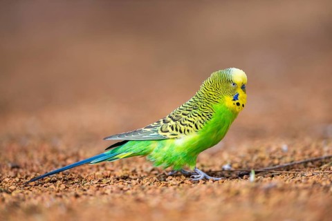 Budgerigar (Melopsittacus undulatus), walking on the ground, Bavaria, Germany