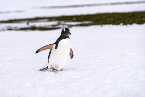 Gentoo penguin (Pygoscelis papua) running through snow with outstretched wings, coastal plain,