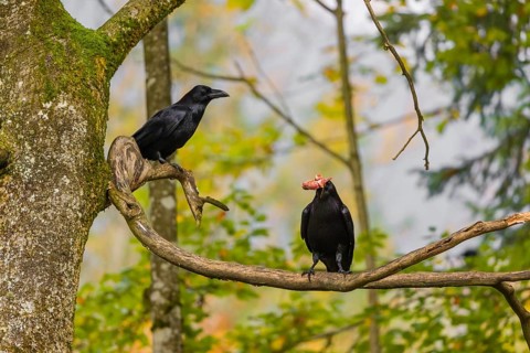 Two common raven (Corvus corax) sit in a tree, one eats a piece of meat