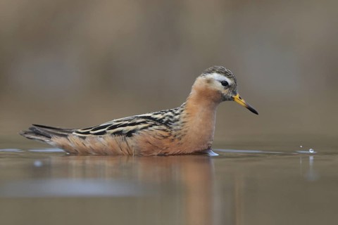 Red Phalarope (Phalaropus fulicarius), Alaska, USA