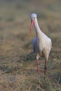 White Stork (Ciconia ciconia), North Rhine-Westphalia, Germany