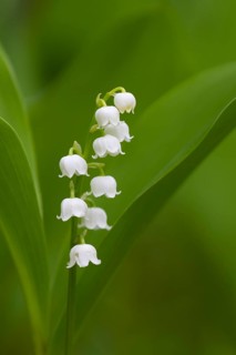 Lily of the Valley (Convallaria majalis) blooming flower in spring, Lower Saxony, Germany