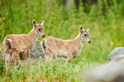 Alpine ibex (Capra ibex) youngsters standing on a meadow, playing, wildlife Park Aurach near