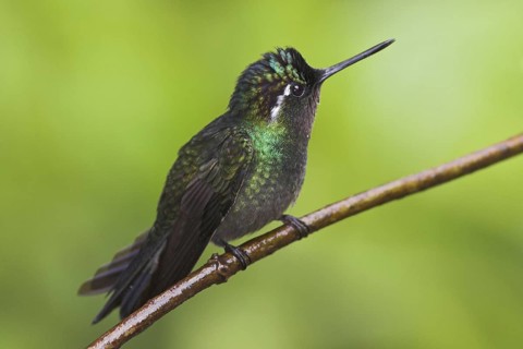 Purple-throated Mountaingem (Lampornis calolaemus) male perched on a branch, Costa Rica