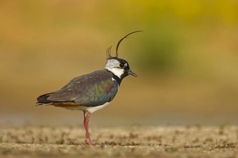Northern Lapwing (Vanellus vanellus) male, North Rhine-Westphalia, Germany