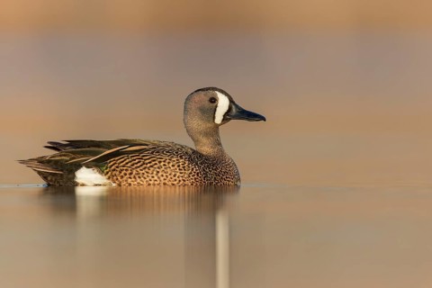 Blue-winged Teal (Anas discors) swimming in a pond in Manitoba, Canada