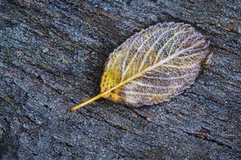 Leaf in hoarfrost, Goldenstedt, Lower Saxony, Germany
