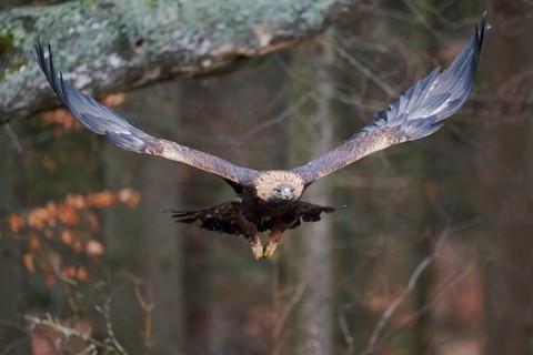 Golden eagle in flight (Aquila chrysaetos) Bavaria, Germany