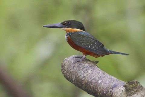 Green-and-rufous Kingfisher (Chloroceryle inda), Ecuador