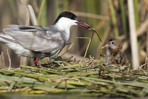 Whiskered Tern (Chlidonias hybrida) feeds chick, Andalusia, Spain
