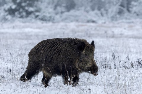 A wild boar (Sus scrofa) moves across a forest meadow without hurry, early winter, winter, snow,