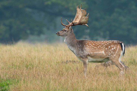 Fallow Deer (Dama dama) male in meadow, Denmark