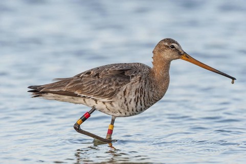 Black-tailed Godwit (Limosa limosa), Schleswig-Holstein, Germany