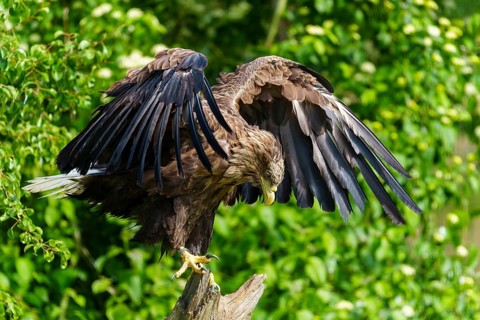 An eagle lowers its gaze with half-closed wings on a tree trunk, white-tailed eagle (Haliaeetus