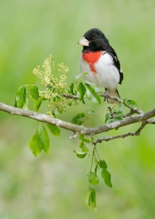 Rose-breasted Grosbeak (Pheucticus ludovicianus) male perched on a branch, Texas, USA