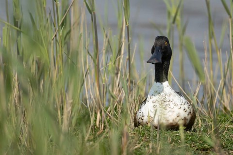 Northern shoveler duck (Anas clypeata) adult male bird on an island by a lagoon RSPB Minsmere