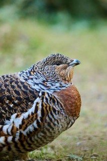 Western capercaillie (Tetrao urogallus) female (hen) portrait, Bavaria, Germany