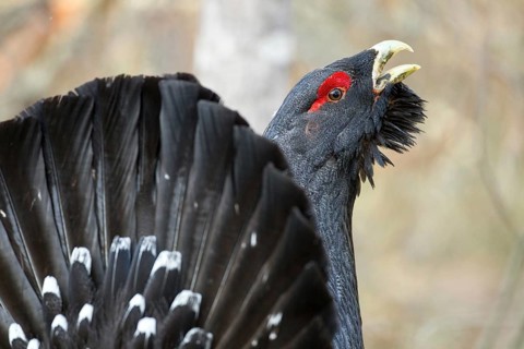 Western Capercaillie (Tetrao urogallus) male calling, Nizhegorodskaya, Russia