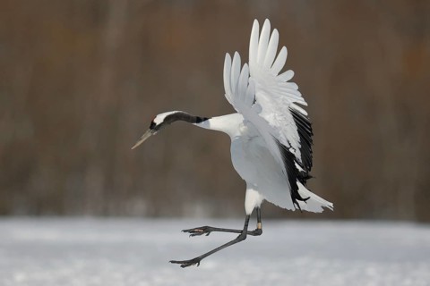 Red-crowned Crane (Grus japonensis) flying, Hokkaido, Japan