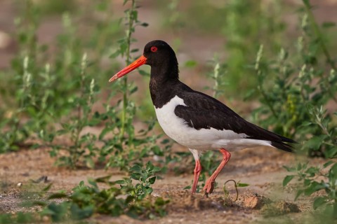 Eurasian Oystercatcher (Haematopus ostralegus), North Rhine-Westphalia, Germany