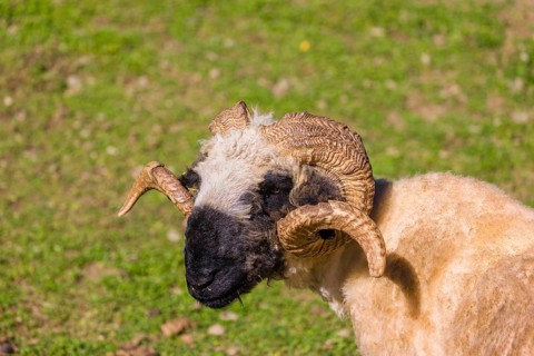A male Valais Blacknose sheep (Avis Aries) stands on a green meadow on hilly ground