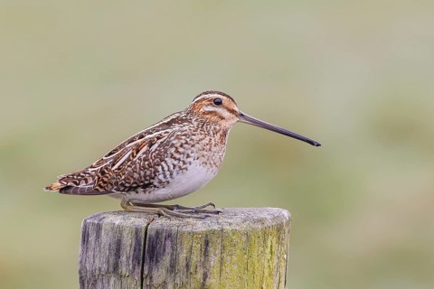 Snipe (Gallinago gallinago), resting on a wooden fence post, snipe birds, wildlife, nature