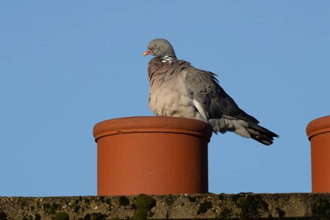 Wood pigeon (Columba palumbus) adult garden bird on an urban house roof chimney pot, Suffolk,