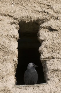 Western Jackdaw (Coloeus monedula), Saxony, Germany