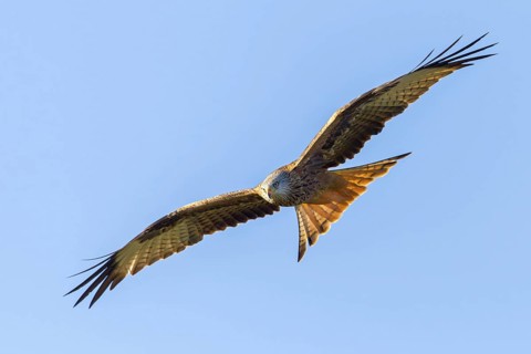 Red Kite, (Milvus milvus), Red Kite, Fork-tailed Kite, King Kite, animals, birds, bird of prey,