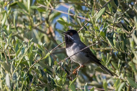 Rüppell's Warbler (Sylvia ruppeli) male singing from branch, Greece