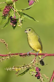 Painted Bunting (Passerina ciris) female, Texas, USA