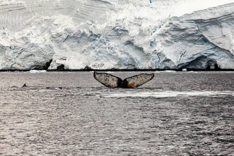 A whale fin dives behind a glacier in a polar environment, The fluke of a diving humpback whale in