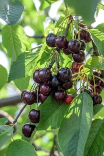 Sweet cherry (Prunus avium 'Marianne'),  Austria