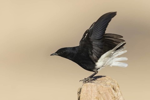 White-crowned Wheatear (Oenanthe leucopyga), Eilat, Israel