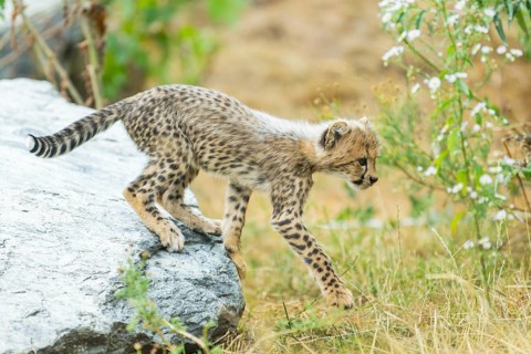 Cheetah (Acinonyx jubatus) youngster walking on a meadow, captive, occurrence Africa