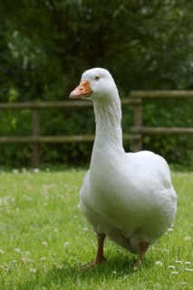 Emden goose or Emden goose (Anser anser forma domestica), free-range domestic goose, North