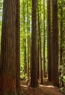 Majestic redwood trees tower in a lush forest, creating a serene and grand atmosphere in the Great