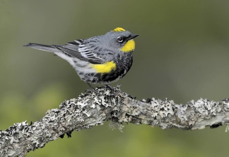 Audubon's Warbler (Setophaga auduboni), British Columbia, Canada