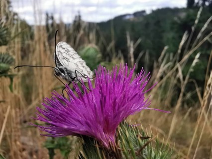 Close-up, A white checkerspot butterfly (melanargia galathea) on a purple thistle flower (carduus)