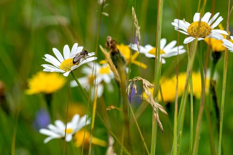 Flowering daisies (Leucanthemum) with western honey bee (Apis mellifera), colourful flowers,