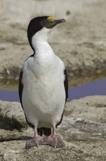 Imperial Shag (Leucocarbo atriceps), Falkland Islands