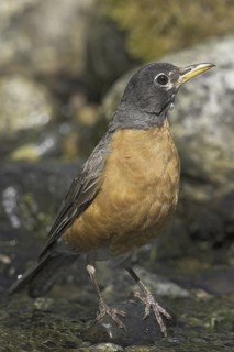 American Robin (Turdus migratorius), British Columbia, Canada