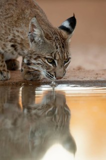 Bobcat (Lynx rufus) drinking at waterhole, Texas, USA