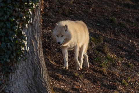 One adult Arctic wolf (Canis lupus arctos) walking through a forest on hilly ground. Early morning