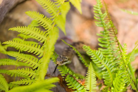 One Vipera berus, the common European adder or common European viper, creeps over rocks and hides