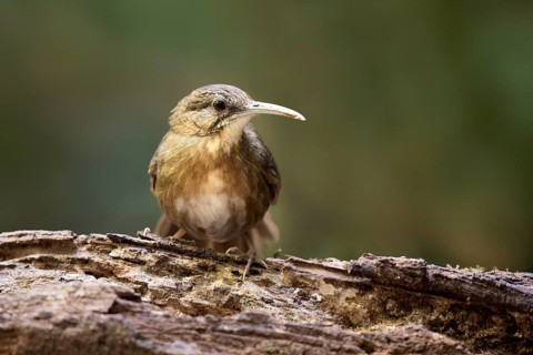 Short-tailed Scimitar Babbler (Jabouilleia danjoui), Bidoup National Park, Vietnam