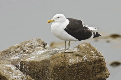 Kelp Gull (Larus dominicanus), New Zealand