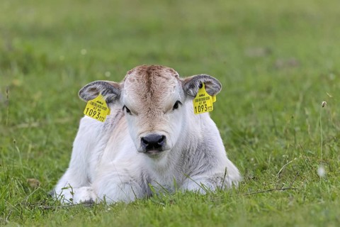 Hungarian Grey Cattle, Hungarian Grey Cattle, (Sturnus vulgaris), resting in a meadow, steppe,