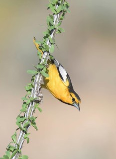 Bullock's Oriole (Icterus bullockii) male perched on a branch, Arizona, USA